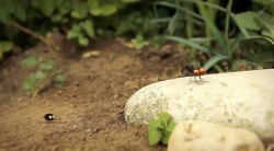 خیلی خیلی کوچک (2) (تله سینتیک)